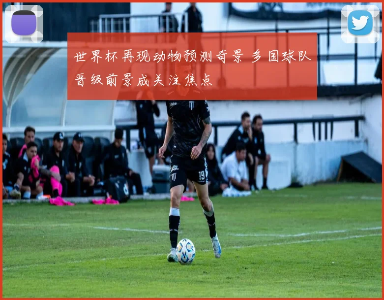 世界杯再现动物预测奇景 多国球队晋级前景成关注焦点